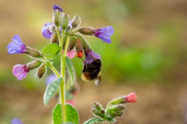 Çiçekteki arı. Yakın çekim.