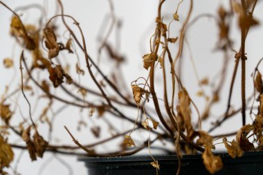 Arka plan üzerinde Close-Up sonbahar yaprakları