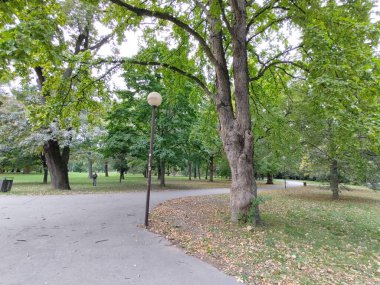 Ormandaki ağaçlar ve patikalar. Slovakya