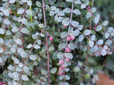 Kış doğası karla kaplı