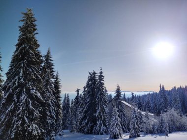 Derin kış boyunca kar altında ağaçlar. Slovakya