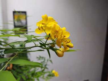 Beyaz limon ağacı çiçeklerine ayrıntı verirsen polen olur. Slovakya