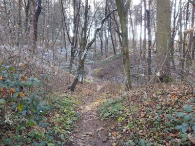 Güneşli bir günde ormanda ağaçlar. Slovakya