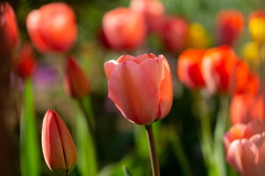 Parktaki güzel laleler. Slovakya