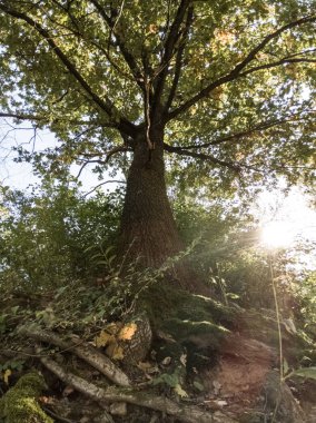 Ormandaki ağaçlar ve patikalar. Slovakya
