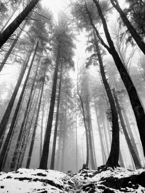 Güneşli bir günde ormanda ağaçlar. Slovakya