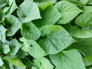 yemyeşil bitki yapraklarını yakın çekim