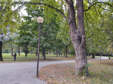 Ormandaki ağaçlar ve patikalar. Slovakya
