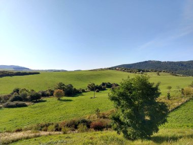 Ağaçlı yeşil çayır ve arka planda dağ