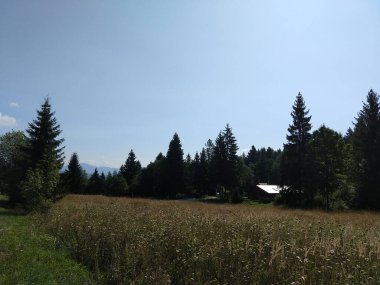 Slovakya 'da ormandaki köknar ağaçları