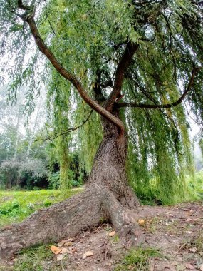 Gündüz vakti ormanda yeşil ağaçlar.