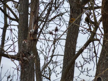 Ormandaki ağaçlar ve patikalar. Slovakya