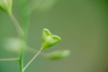 yemyeşil bitkinin makro görüntüsü
