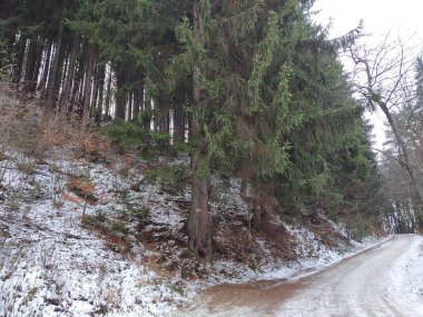 Güneşli bir günde ormanda ağaçlar. Slovakya