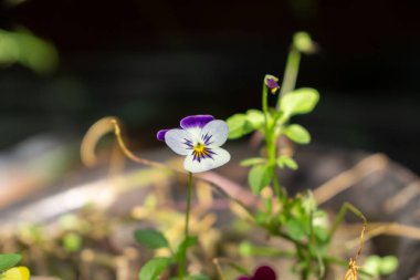 Bahçedeki güzel çiçekler. Yakın çekim.