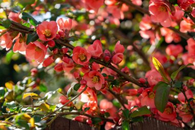 Ağaçtaki güzel çiçekler, yakın.