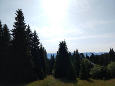 Slovakya 'da ormandaki köknar ağaçları