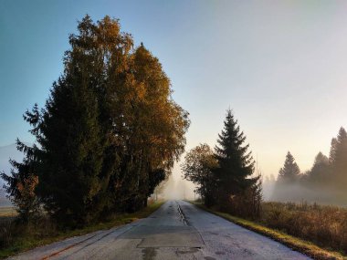 Güneşli bir günde ormanda ağaçlar. Slovakya
