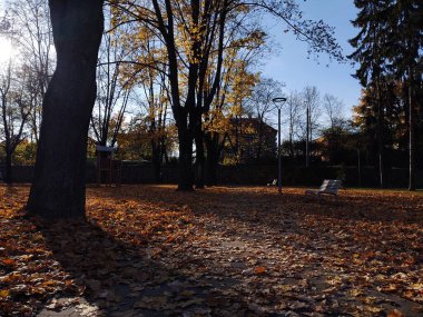 Arka plan üzerinde Close-Up sonbahar yaprakları