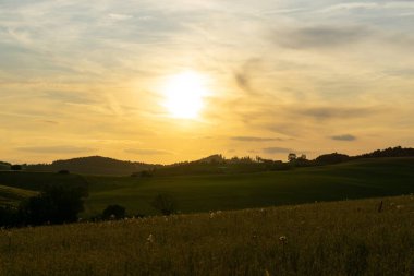 Gün batımında güzel bir buğday tarlası manzarası