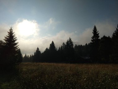 Slovakya 'da ormandaki köknar ağaçları