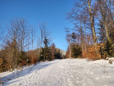 Derin kış boyunca kar altında ağaçlar. Slovakya