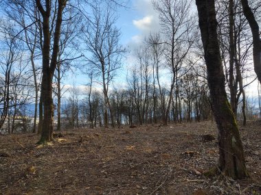 Güneşli bir günde ormanda ağaçlar. Slovakya
