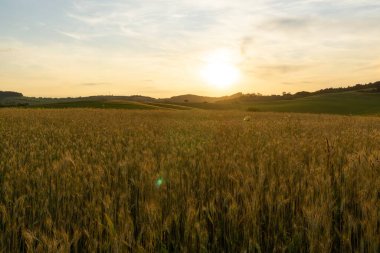 Gün batımında buğday tarlası. Çavdarın altın olgun kulakları