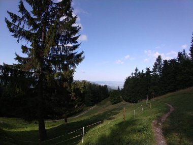 Slovakya 'da ormandaki köknar ağaçları