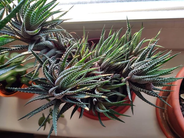 Plantes Cactus Dans Des Pots Sur Rebord Fenêtre — Photo