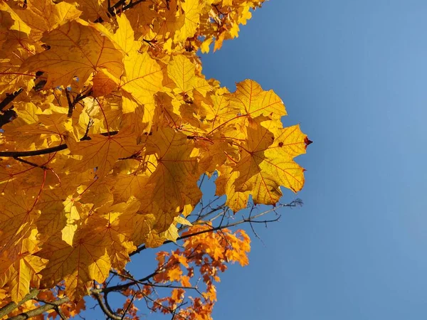 Крупный План Осенних Листьев Заднем Плане — стоковое фото
