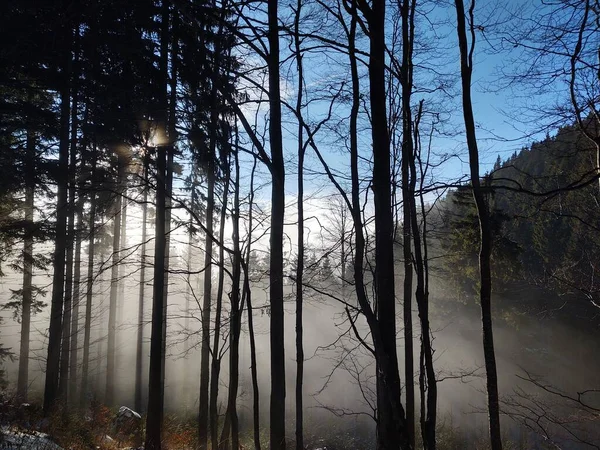 Bäume Wald Sonnigen Tagen Slowakei — Stockfoto