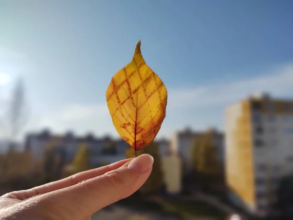 Eller Gökyüzünde Bir Yaprak Tutuyor — Stok fotoğraf