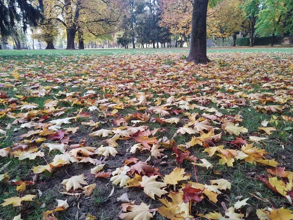 Крупный План Осенних Листьев Заднем Плане — стоковое фото