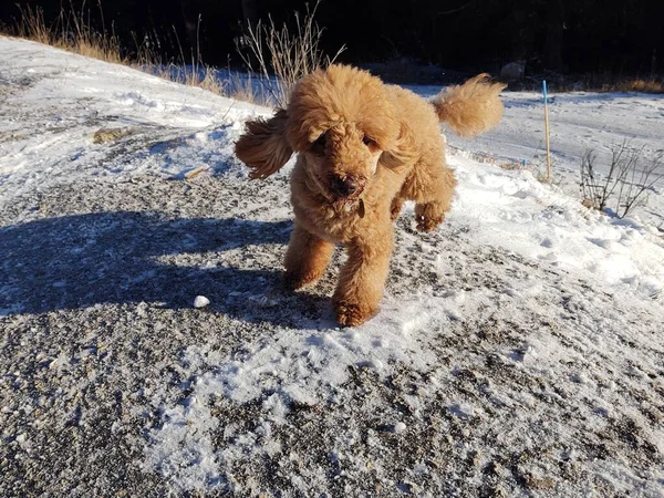 Schattig Hond Straat Straat Dag Tijd — Stockfoto