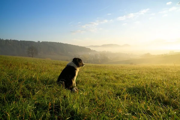 Chien Aigle Sur Prairie Slovaquie — Photo