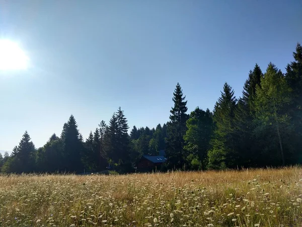 Jedle Lese Slovensko — Stock fotografie