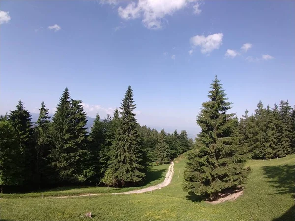 晴れた日に森の中の魔法の木 スロバキア — ストック写真