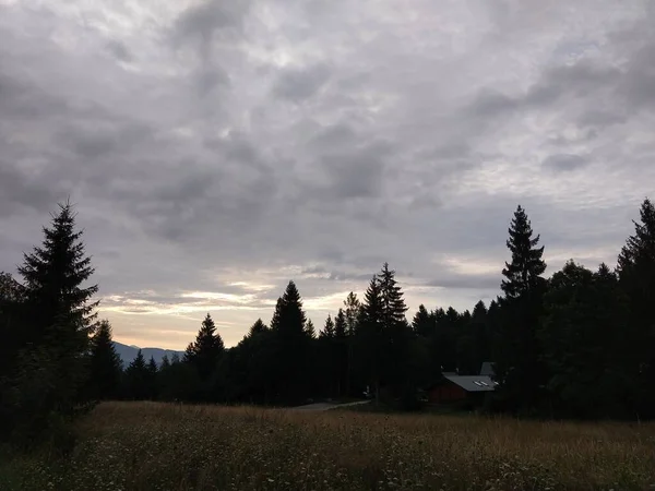 Jedle Lese Slovensko — Stock fotografie