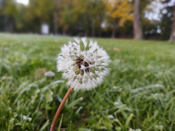 Gefrorene Natur Mit Eisigem Frost Slowakei — Stockfoto