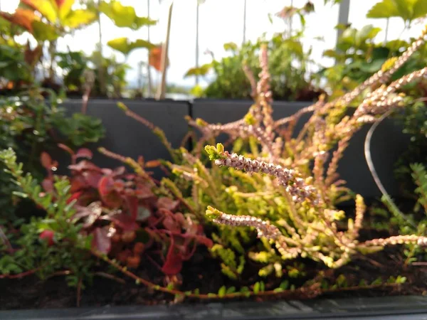 Naturlig Grön Bakgrund Gröna Blad — Stockfoto