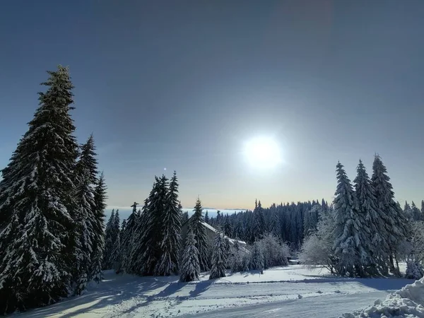 Träd Snö Djupa Vintern Slovakien — Stockfoto