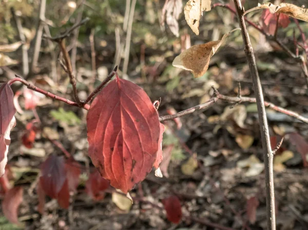 Different Leaves Green Meadow Cloe Shot — Stock Photo, Image