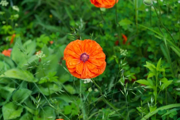 orange poppies blooming in the garden in the nature