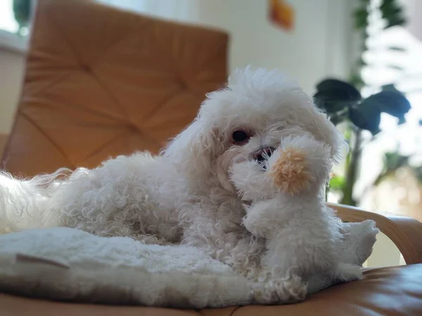 Portrait White Small Dog Home — Stock Photo, Image