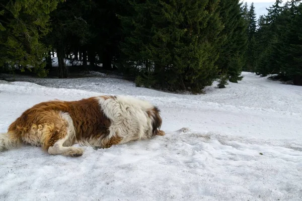 Cão Desfrutando Neve Inverno Eslováquia — Fotografia de Stock