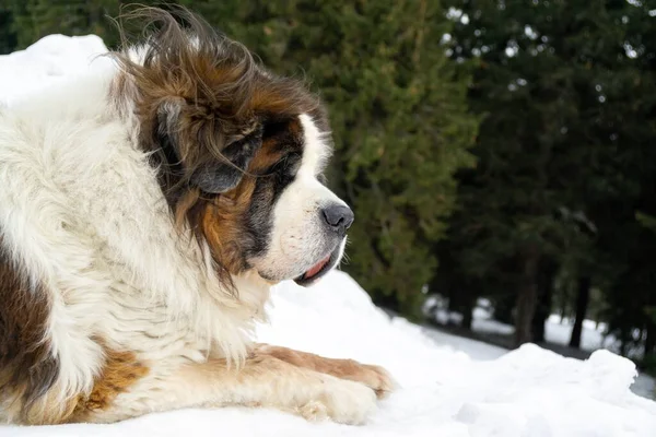 Hund Njuter Snö Vintern Slovakien — Stockfoto