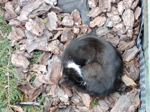 可爱的猫睡在公园外面 — 图库照片