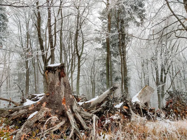 Árboles Bosque Durante Día Soleado Países Bajos —  Fotos de Stock