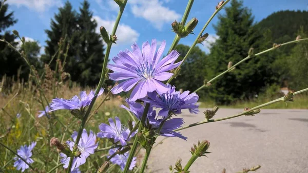 撮影されたフィールドの色の花を閉じる — ストック写真